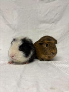 ron and reggie web