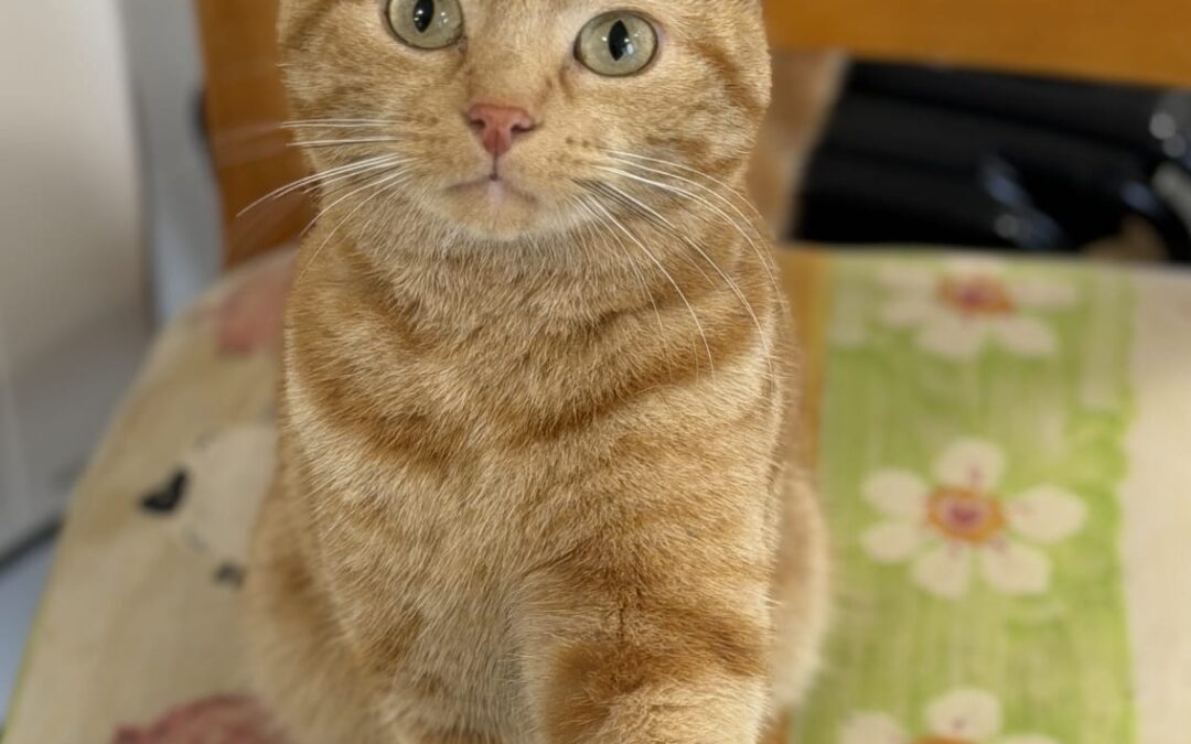 Simba