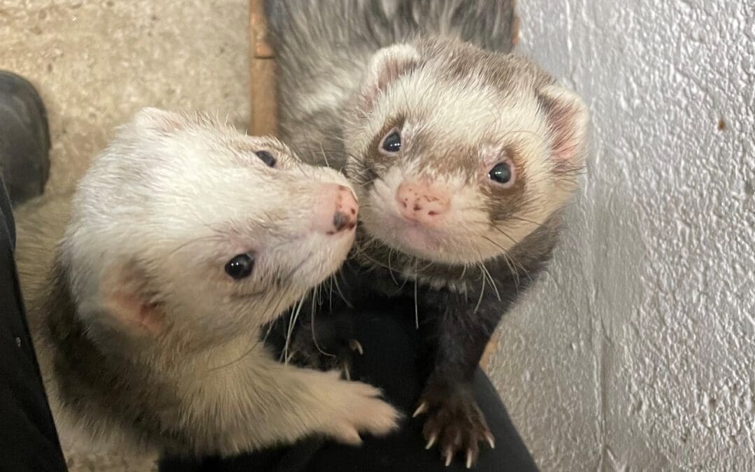 Snowy & Hiccup