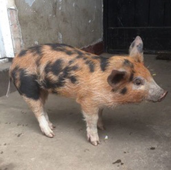A Piglet found in a Town Centre.