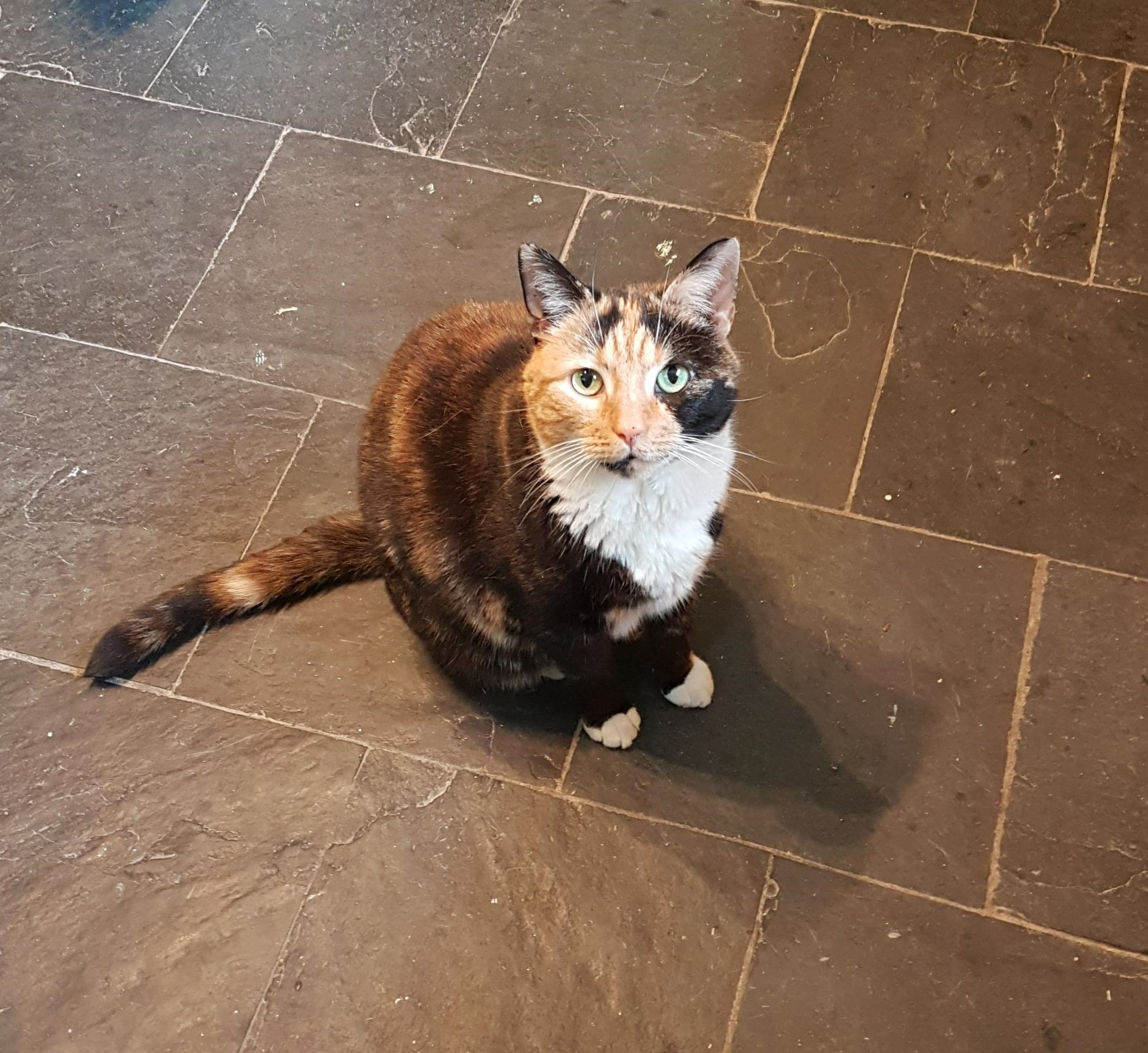 tia