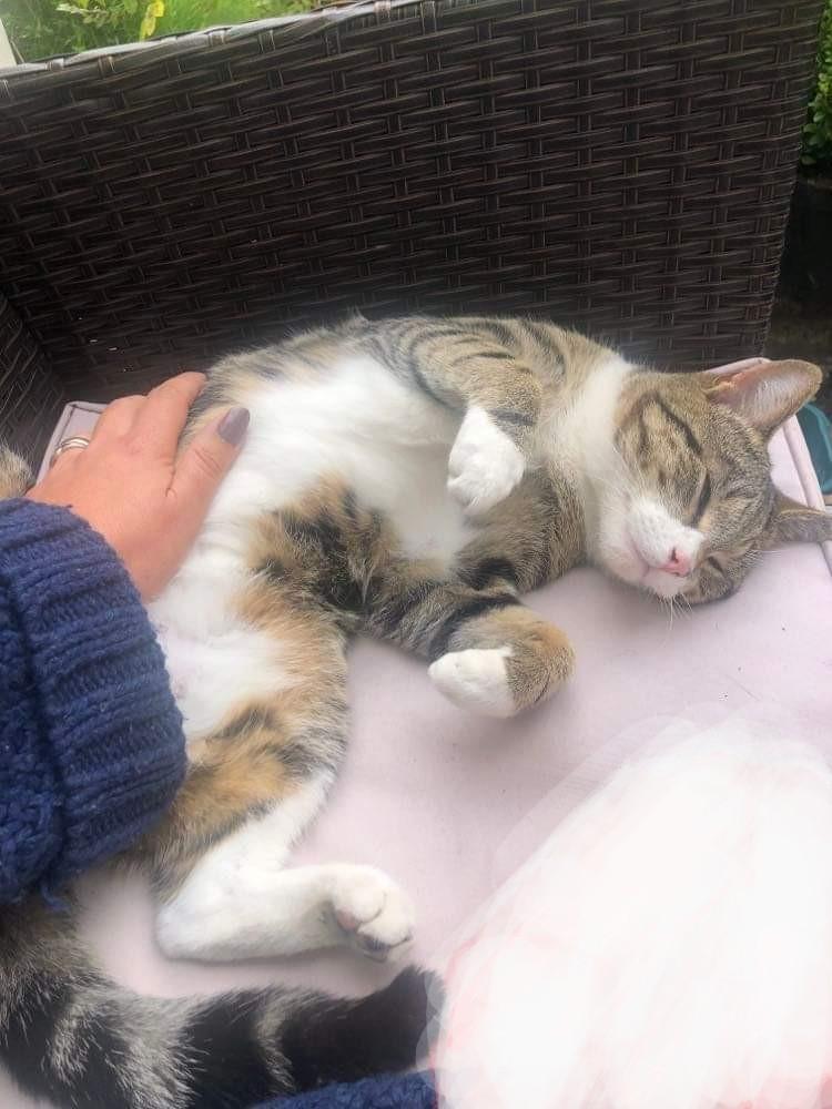 Freshfield animal rescue best sale cats