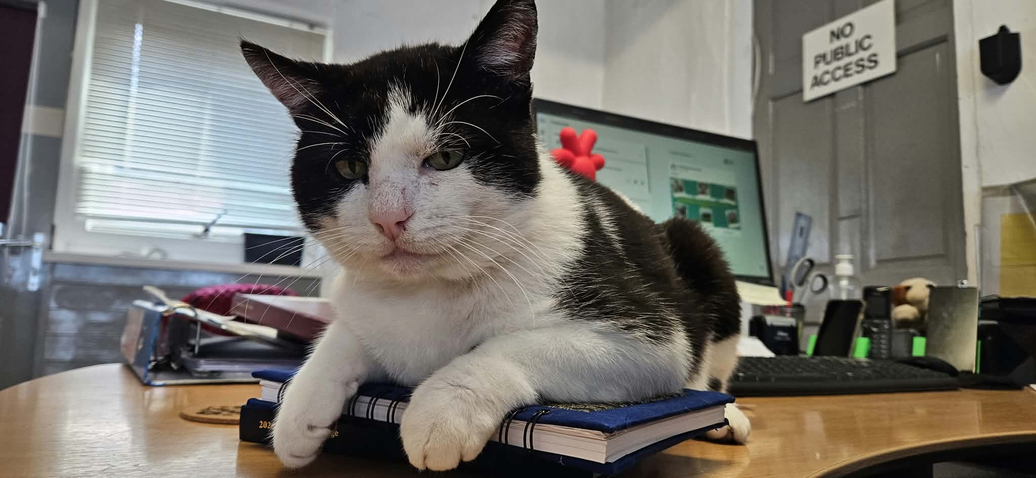tommy on desk