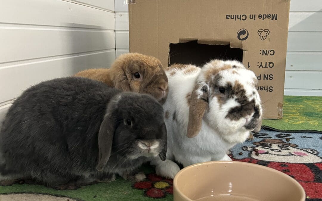 Freddie, Bailey & Rosie