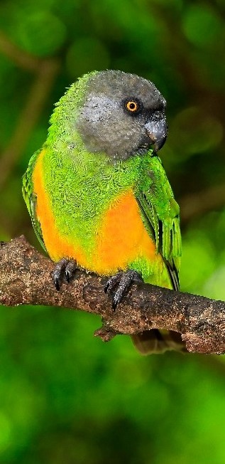 tweety